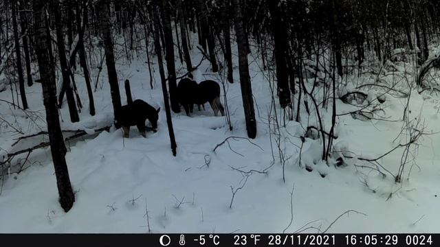 Что сняла забытая в лесу фото ловушка? смотреть онлайн