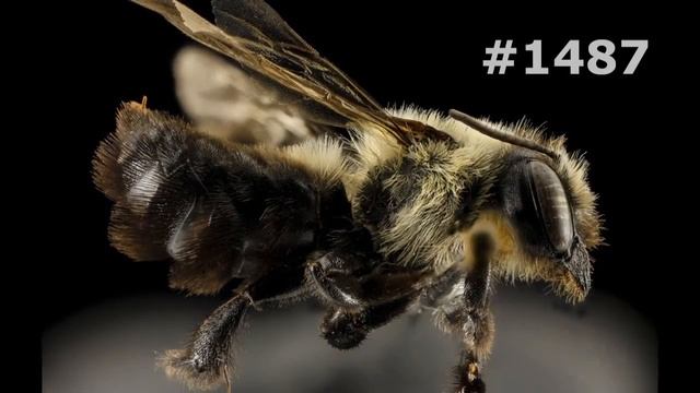 Мир Морских Зверей