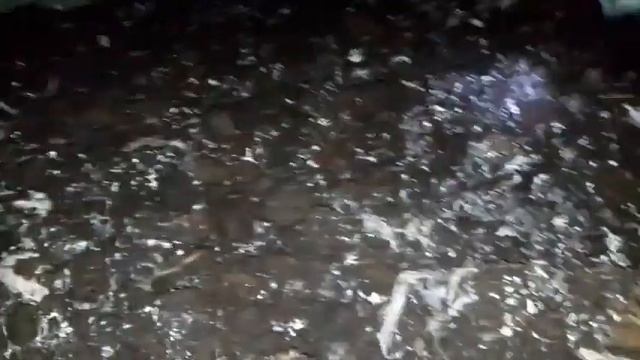 Шампиньоны. 2й день "Шока". смотреть онлайн