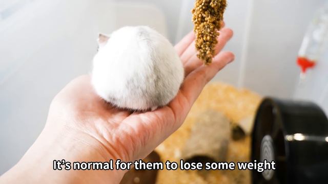 Hamsters & Babies Reacting to New Treats (ft. New Family Member) смотреть онлайн