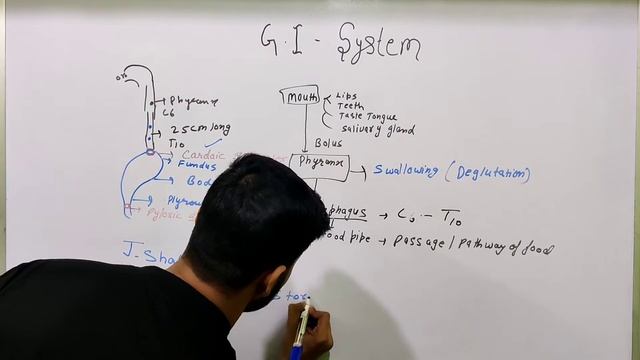 GIT System Part-02 (STOMACH)#norcet #nursing #aiims #neet #anatomy #mbbs #stomach #gastric смотреть онлайн