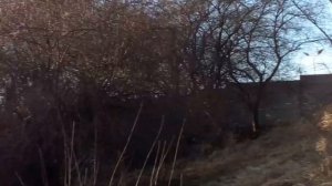 Наблюдение за воронами весной. Март. Крики ворон.