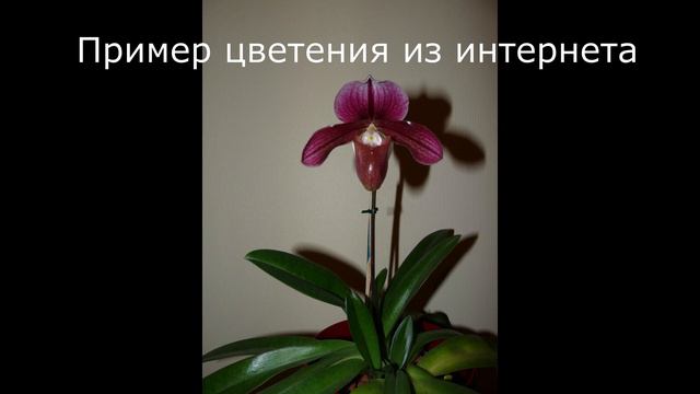 Орхидеи. Мой фетиш корней. смотреть онлайн