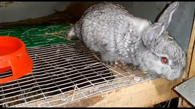 Зимние окролы продолжаются,осмотр маточников с крольчатами.Видеообзор моего крольчатника. смотреть онлайн