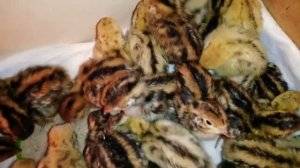 Перепела, первые сутки/содержание и уход.