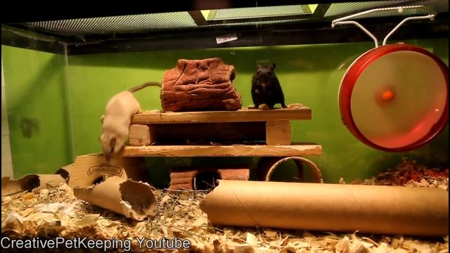My Basic Gerbil Care Set Up смотреть онлайн