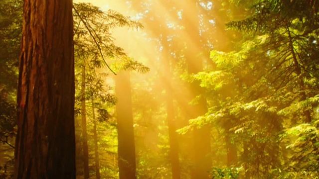 Ethereal Dreams (Prod. Supa Ghost) Clams Casino x Eric Dingus type beat смотреть онлайн