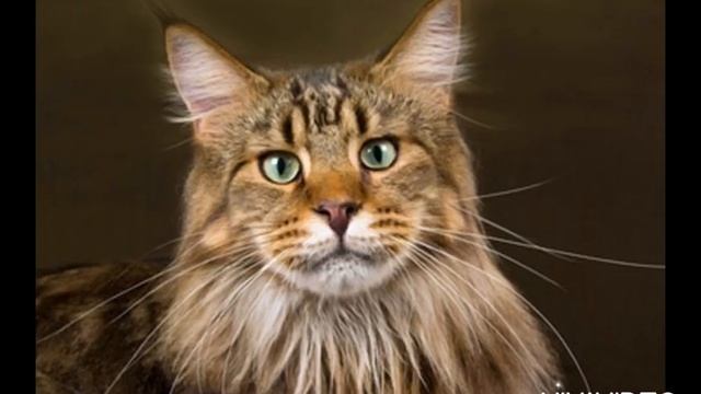 Мурчание кошки. Кошка муркает. | Sound cat, voice cat. | Kitten смотреть онлайн