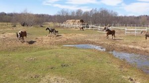 Открытый урок размножение лошадей. Молодой конь в табуне.