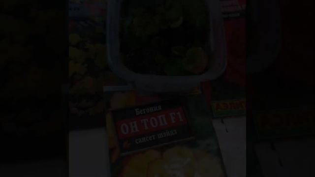 БЕГОНИЯ, выращивание из СЕМЯН, два месяца с момента всходов, пересадка.