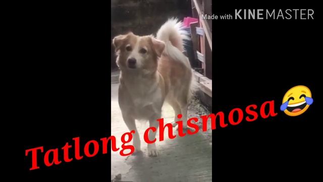 LABRADOR,MINI PINCHER, ASPIN,DACHSHUND, AMERICAN BULLDOG смотреть онлайн