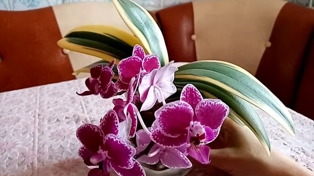 Цветение Phal. Chia E Yenlin(variegata) смотреть онлайн