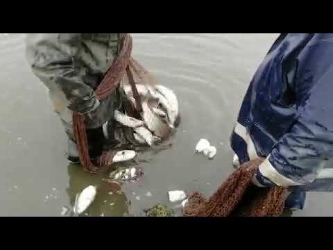 Как ловят якутских чиров и омулей!!! Лучшая в мире рыбалка!!! смотреть онлайн