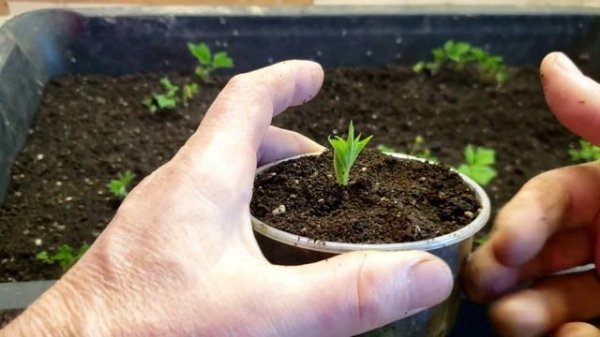 Пикирую саженцы малины для нового участка.