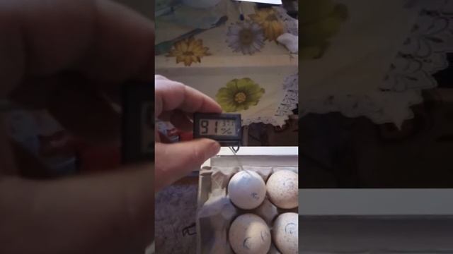 Закладка яйца полученного из КФК Ромашково смотреть онлайн