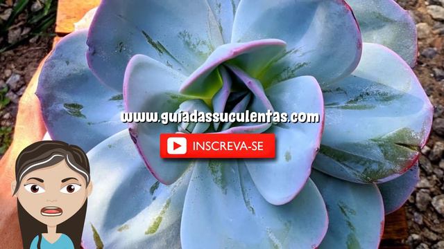 Echeveria Gila: Saiba Tudo Sobre Essa Suculenta смотреть онлайн
