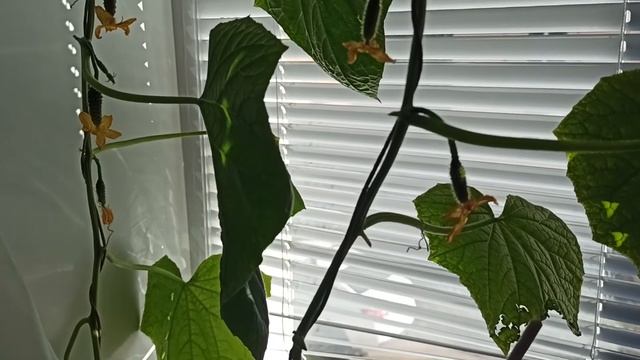 Неудача с томатами- черри "Карамелька". Как поживают огурцы "Гирлянда". смотреть онлайн