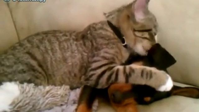 Щенок забыл помыться смотреть онлайн