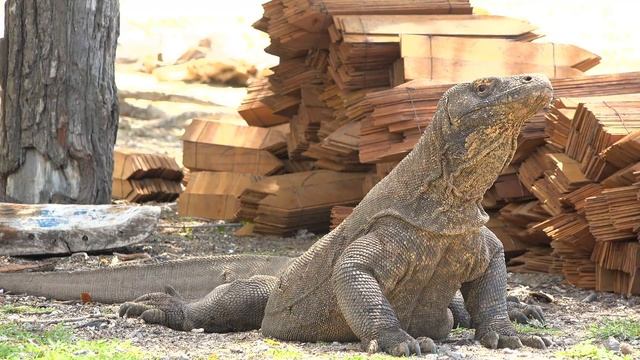 The Magic Of 12K HDR 120fps Dolby Vision