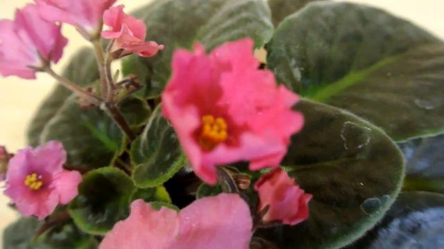 Фиалки  Красота среди нас Veilchen Schönheit Unter Uns