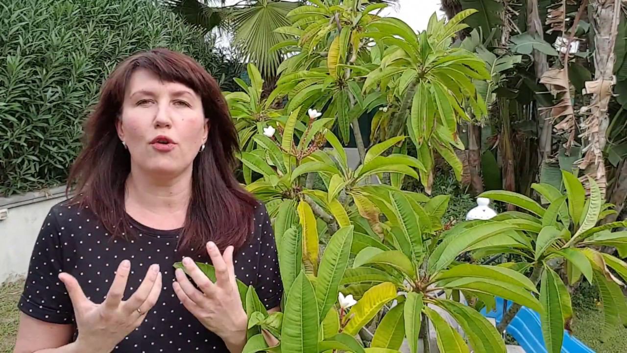 Почему не нужно ставить произношение в самом начале. А что же нужно? Елена Шипилова. смотреть онлайн