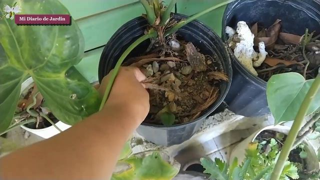 Top 10 Plantas Con Flores, Cumpliendo El Reto, Mi Top Flor, Mi Diario De Jardin.