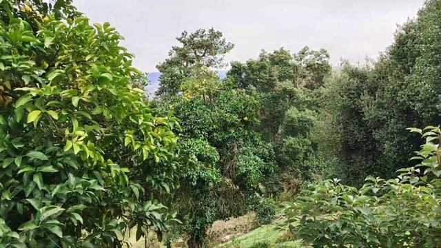 Ботанический сад Батуми ? Большая прогулка по Грузии