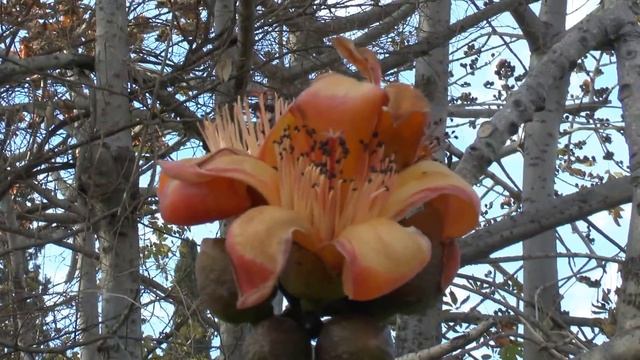 Bombax ceiba - grow & care смотреть онлайн