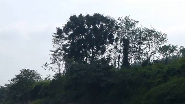 Дорога в древний город Yaxchilán по реке-границе между Мексикой и Гватемалой смотреть онлайн