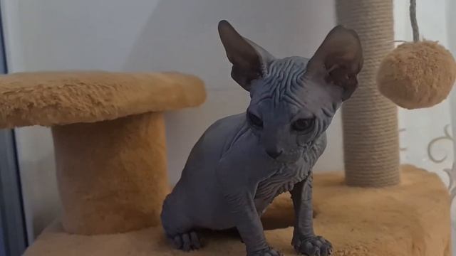 Котёнок Канадского сфинкса два месяца #канадскийсфинкс #лысыйкот #сфинкс #донскойсфинкс #котята смотреть онлайн