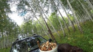 охота на барсука и бобра.mp4