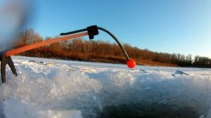 Попал на ЖОР ЧЕХОНИ | Зимняя рыбалка на Хопре 2020