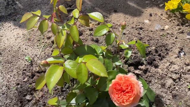 Помогите пожалуйста определить сорт розы. смотреть онлайн