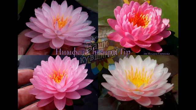 Видео каталог на 2023 год нимфей, кувшинок, waterlily, водные растения, пруд смотреть онлайн