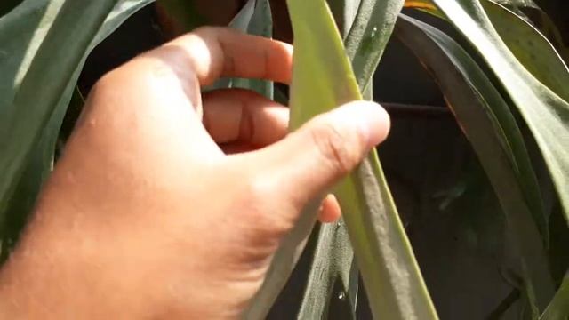 Platycerium (PAKU TANDUK RUSA) || PLANTS BIODIVERSITY смотреть онлайн