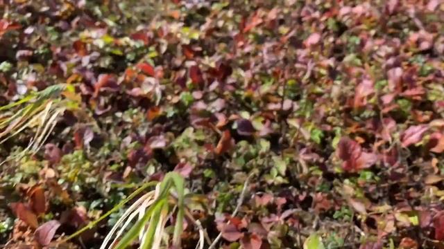 КЛОПОВКА - самая ценная ягода Сахалина! смотреть онлайн