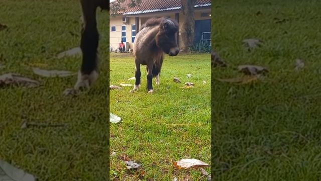 Naik Kuda Poni • Equus ferus caballus • Kuda Padi смотреть онлайн