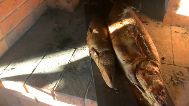 Вынул рыбу из печи, полюбуйтесь чего получилось. А до суботы еще целый час. Герман Стерлигов