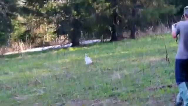 ФОТОГРАФИЯ ЗАЙЦА смотреть онлайн