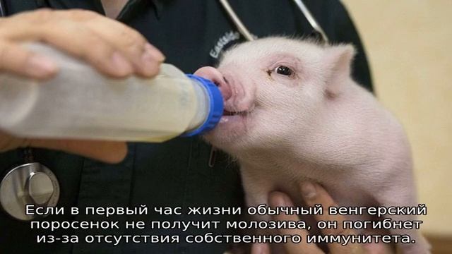 Опорос свиней смотреть онлайн