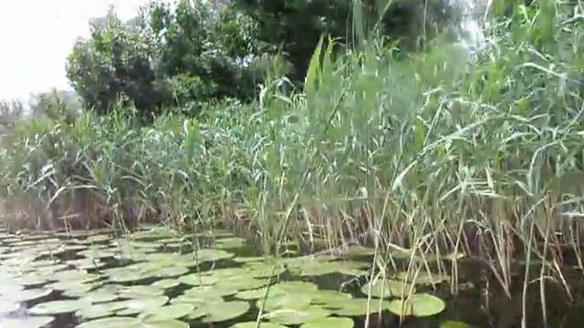 Херсонские плавни Днепра (прогулка на байдарке) смотреть онлайн