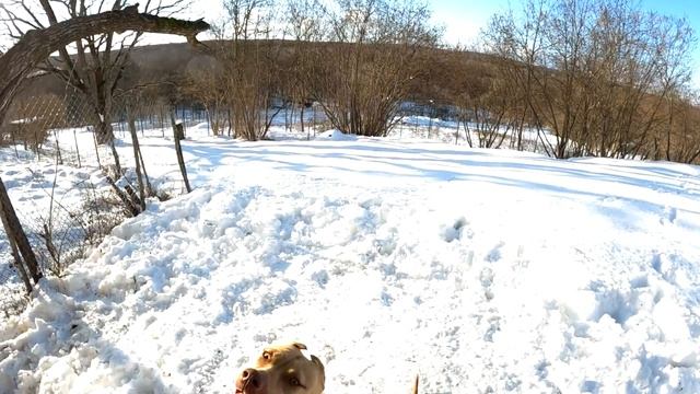 УЛЕТНЫЕ ПРЫЖКИ ОТ ПИТБУЛЕЙ !!! Рекомендую к просмотру. Питбули в деле ! Сможет ли Граф как все ?? смотреть онлайн
