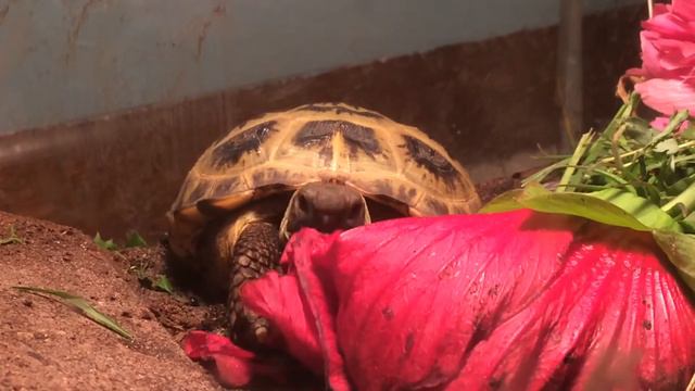 Baby Russian Tortoise Eats Hibiscus Flower смотреть онлайн