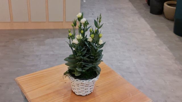 Lisianthus Branco + Cachepô Sintético