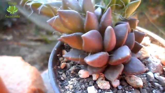 Anacampseros TELEPHIASTRUM🌵. Cómo CUIDARLOS Y Reproducirlos.🎍