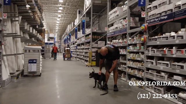 1 Yr Old Pitbull "Tonks" | Orlando Dog Trainers | Central Florida Dog Trainers смотреть онлайн