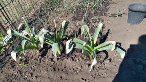 Лук Суворова. Необычное растение на нашем огороде.