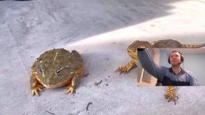 папич смотрит "папич превратился в жабу"