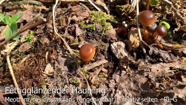 Rückblick auf unsere Erstfunde im März 2019 | Kraterpilz, Haustintling, Winterschüppling смотреть онлайн