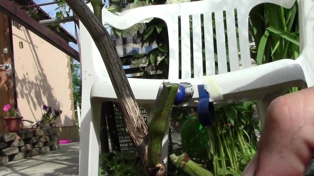 Прививка винограда - замена сорта винограда на ОРИГИНАЛ смотреть онлайн